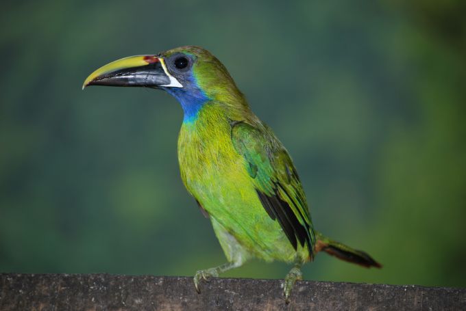 costa-rica1_050