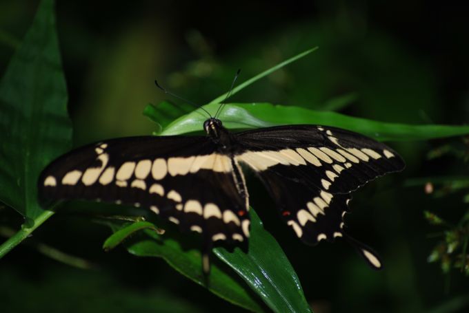 costa-rica1_174