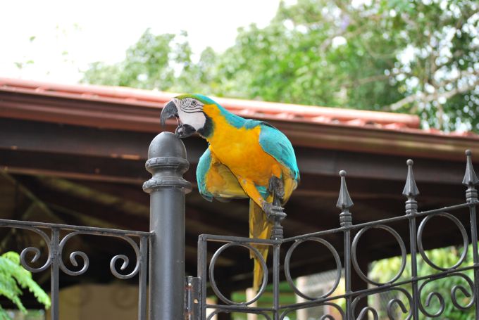 costa-rica2_055