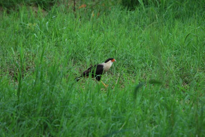costa-rica2_123